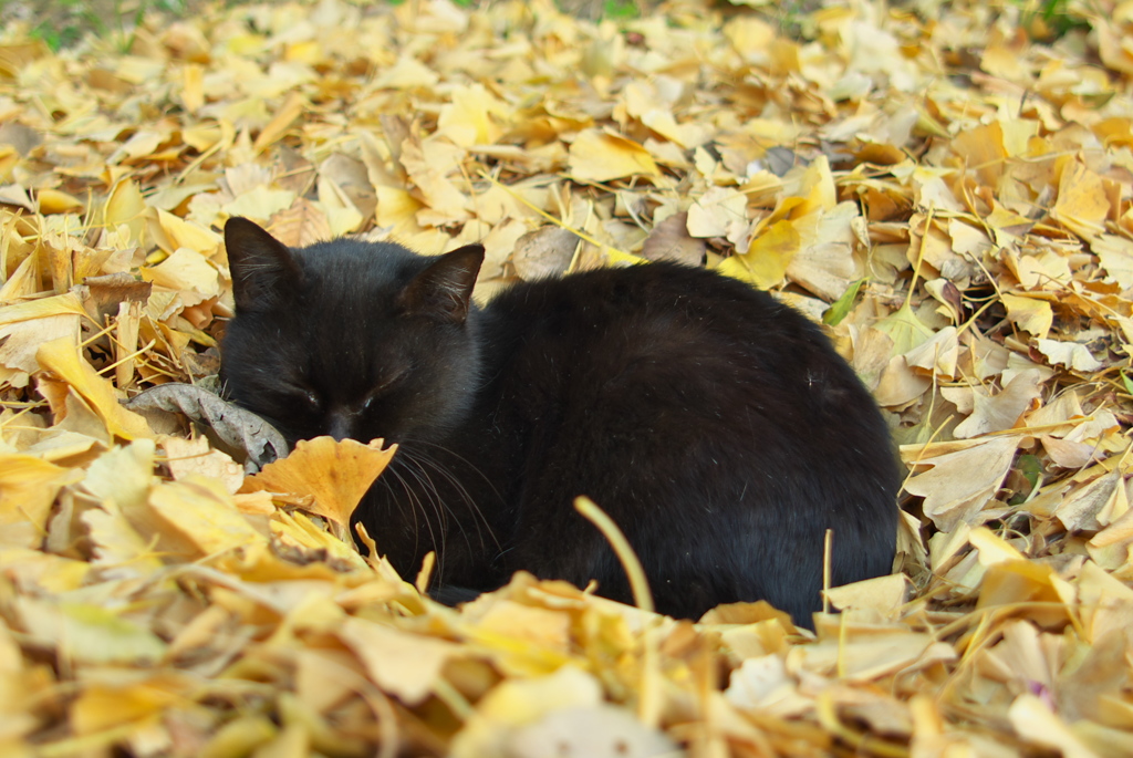 公園猫105