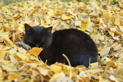 公園猫105