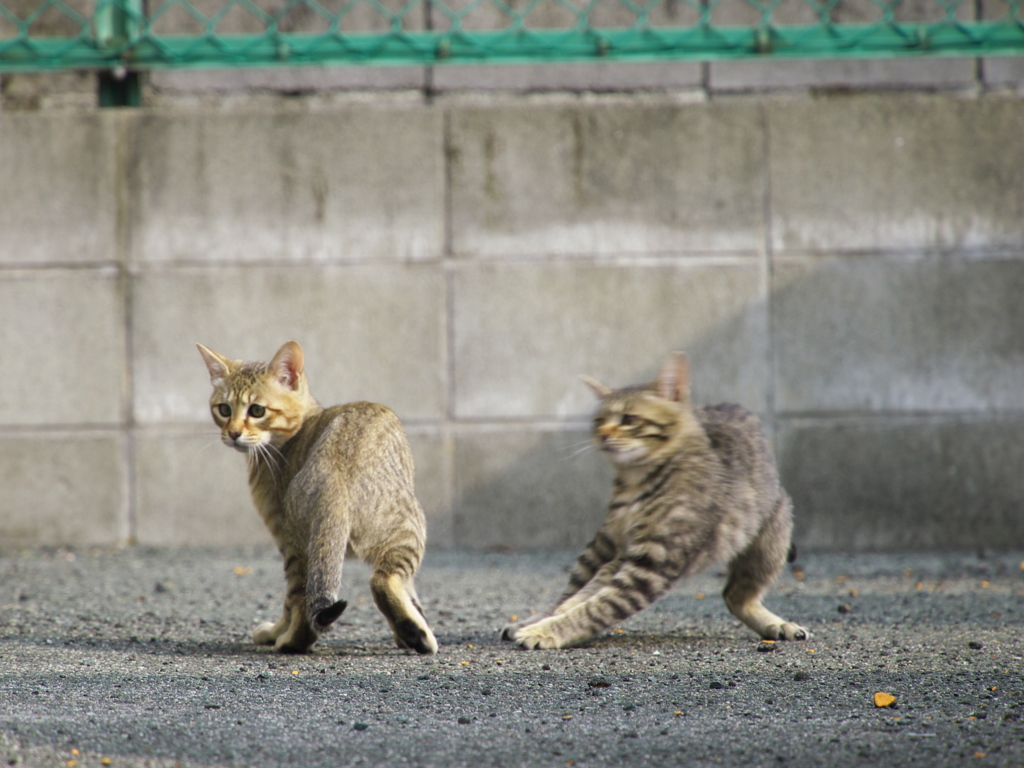 通りすがり猫154