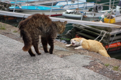 猫島猫04