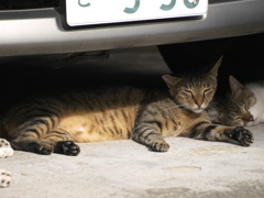 通りすがり猫126