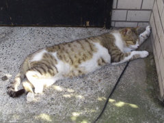 通りすがり猫285