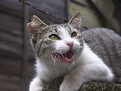 通りすがり猫231