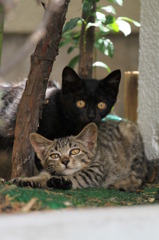 通りすがり猫31