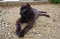 通りすがり猫49