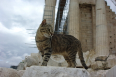 遺跡猫5