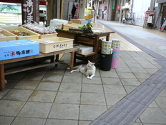 通りすがり猫30