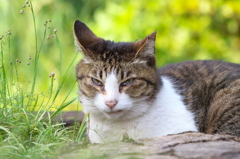 通りすがり猫89