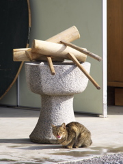 通りすがり猫195