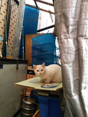 通りすがり猫171