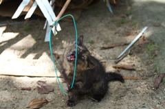 尾道猫72