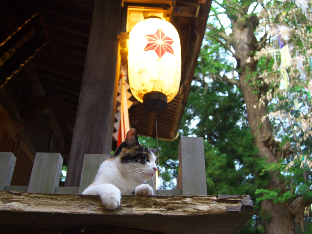 神社猫89