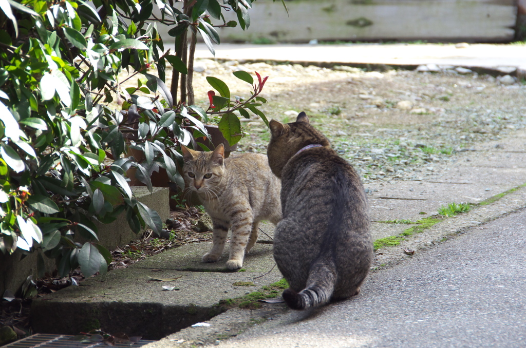 通りすがり猫68