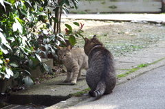 通りすがり猫68