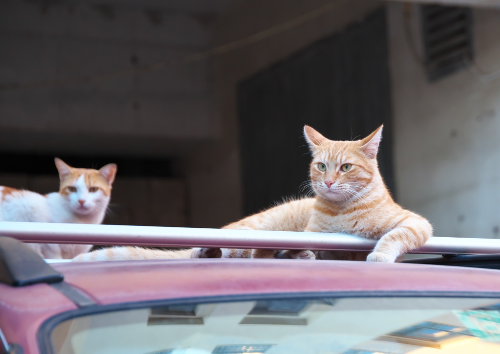 地中海猫44