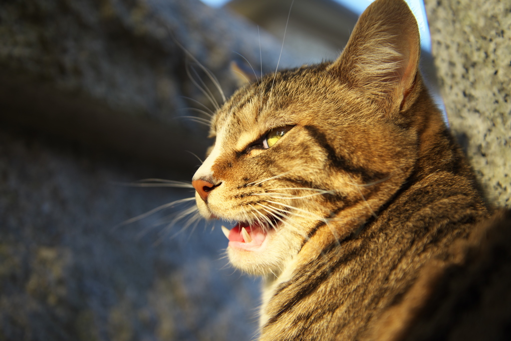 神社猫68
