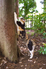 神社猫71