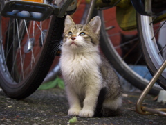 通りすがり猫146
