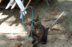 尾道猫75