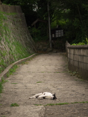 尾道猫89