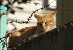 通りすがり猫117