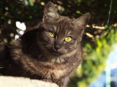 通りすがり猫196