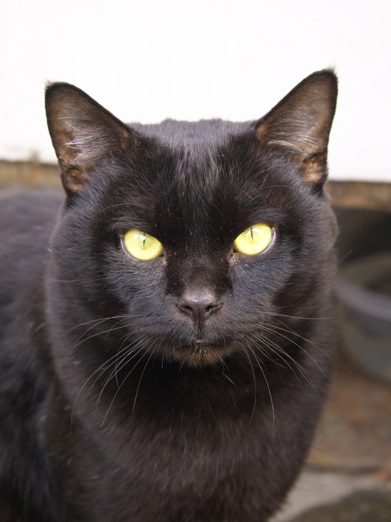 通りすがり猫155