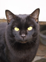 通りすがり猫155