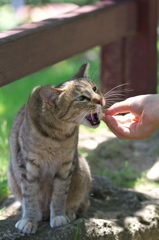 尾道猫92
