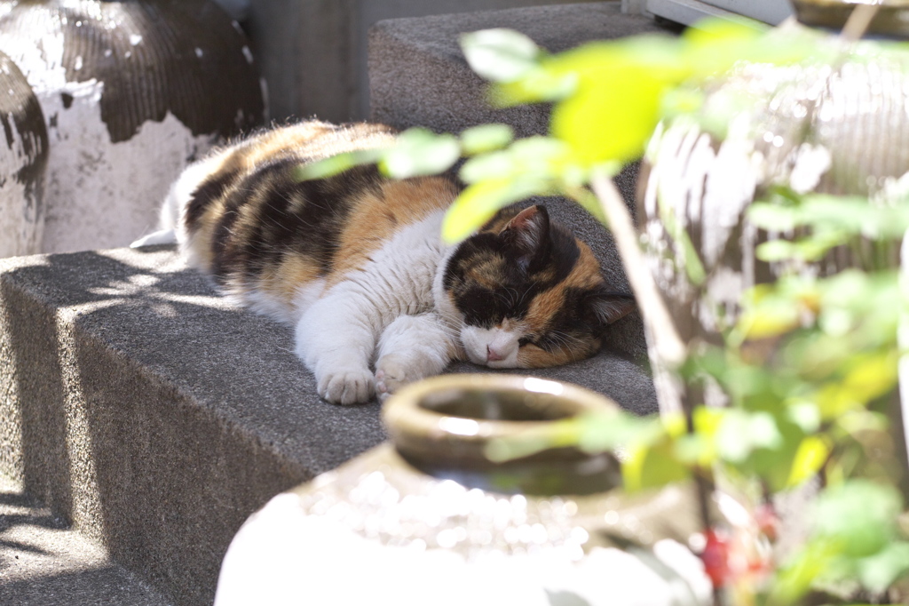 通りすがり猫166