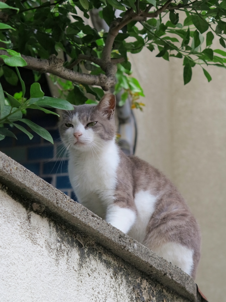 通りすがり猫87