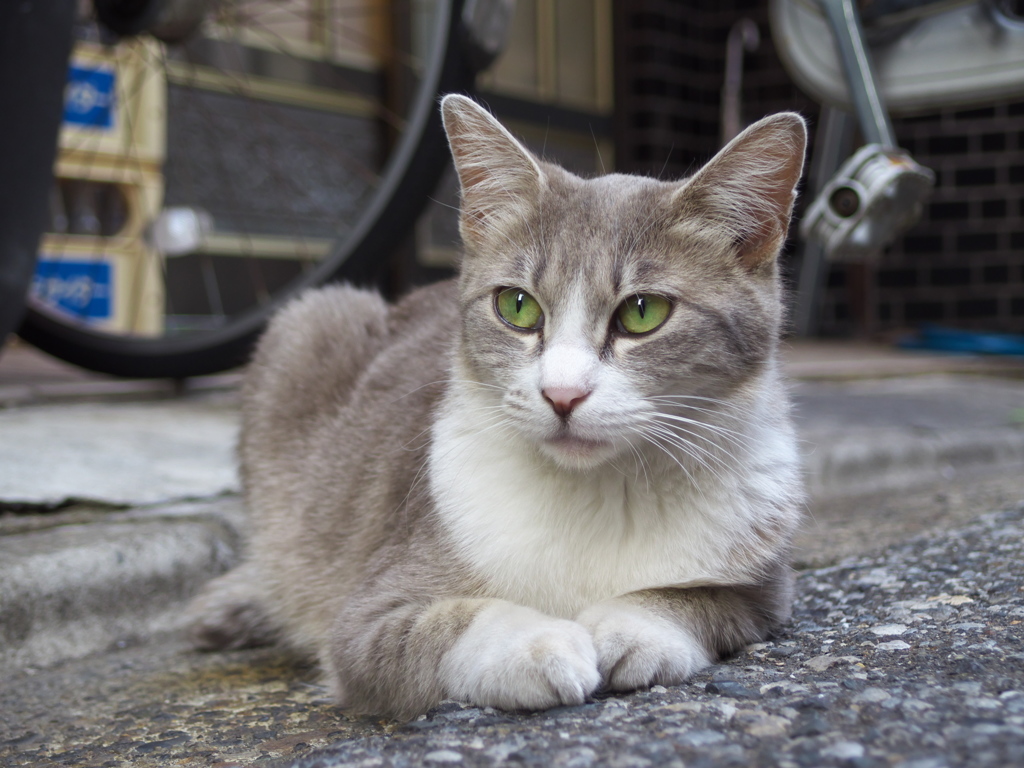 通りすがり猫165