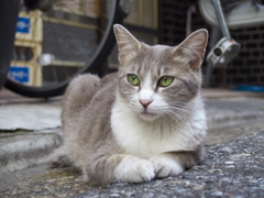 通りすがり猫165