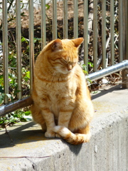 通りすがり猫74