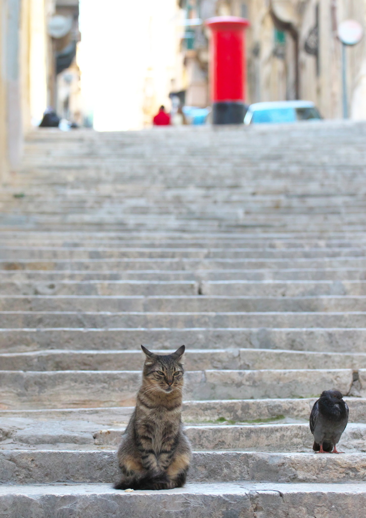 地中海猫27