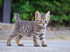 公園猫113