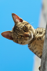 南の島猫20
