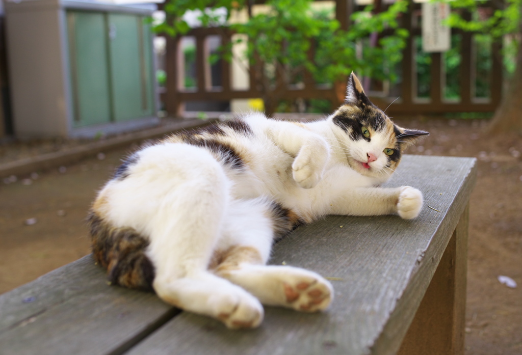 神社猫75