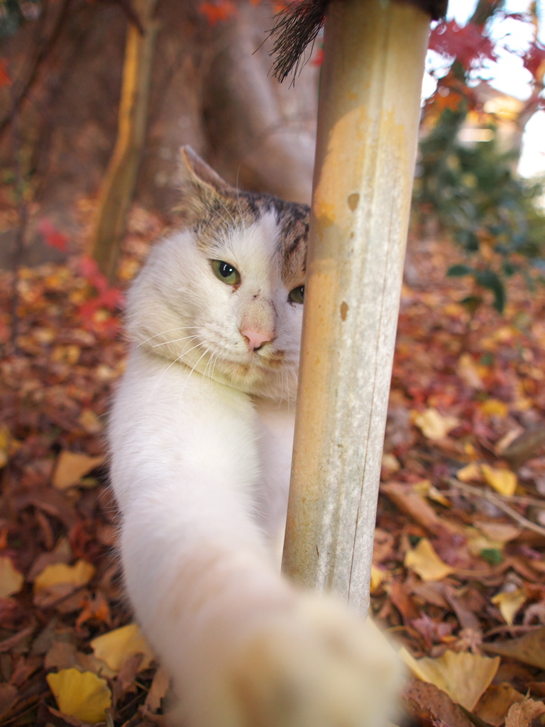 神社猫129