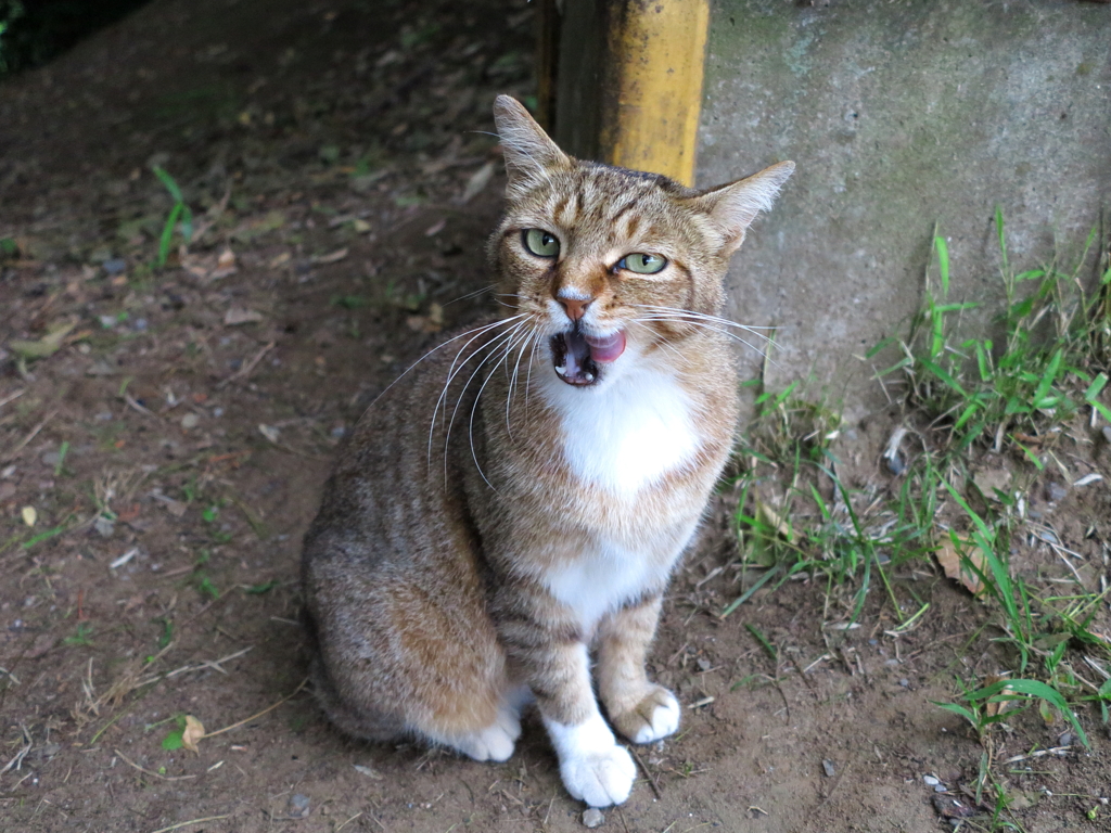 公園猫62