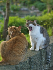 S公園猫29