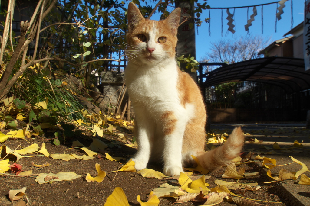 神社猫41