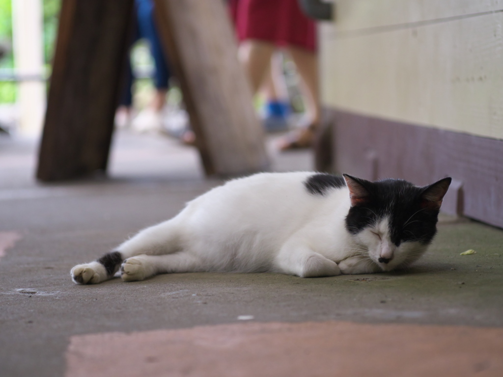 通りすがり猫260