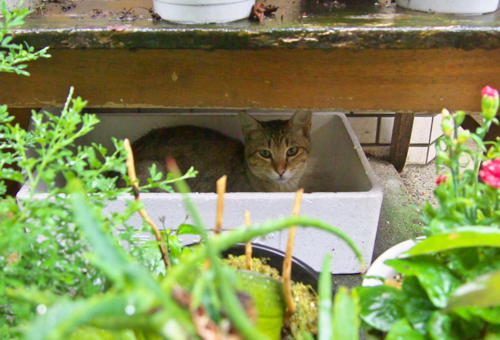 通りすがり猫135