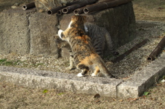 尾道猫62