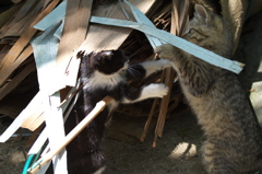 尾道猫98
