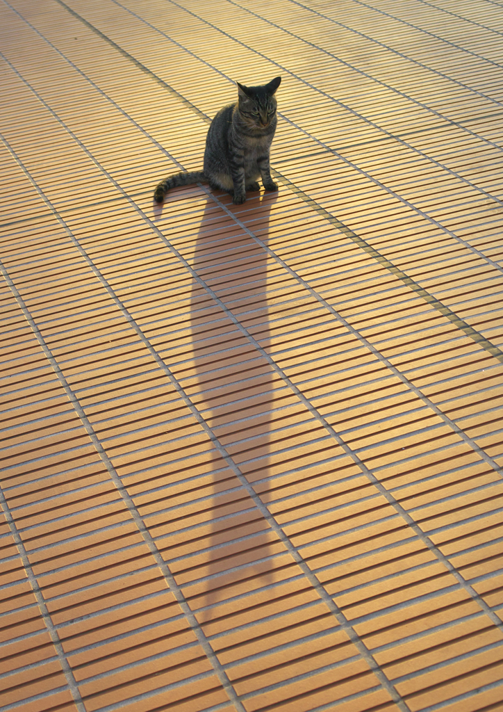 公園猫33