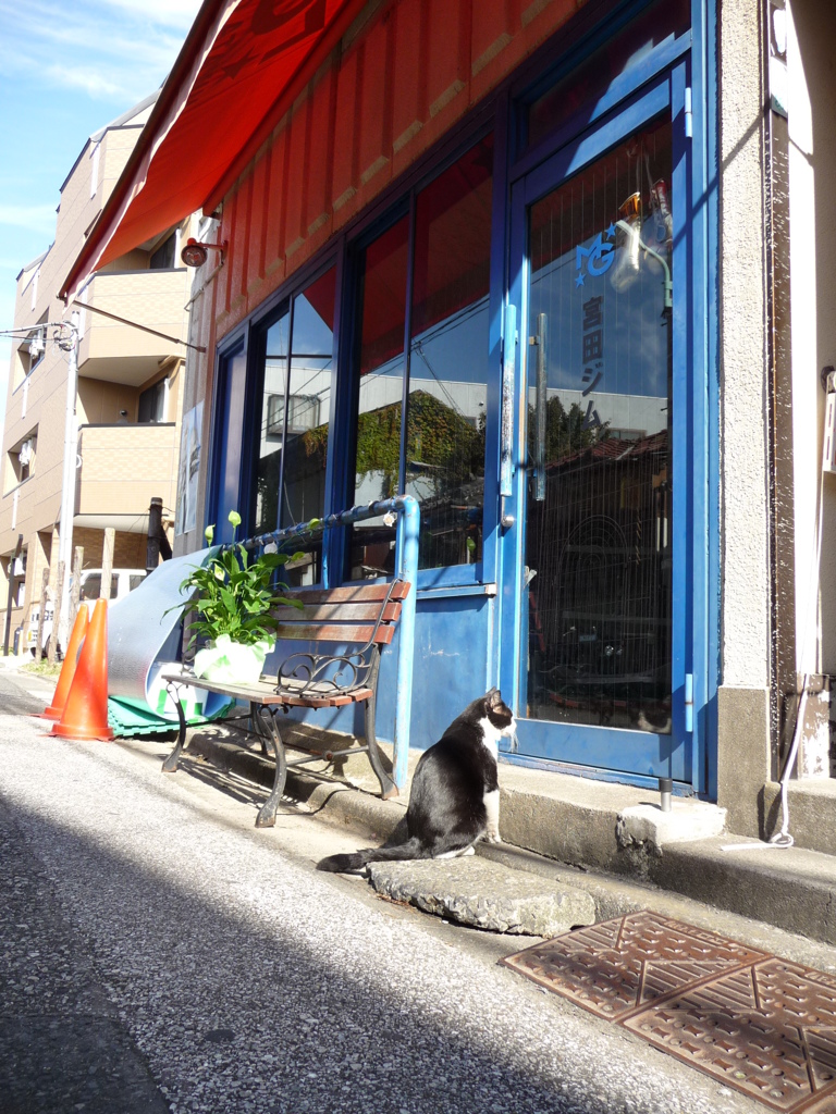 通りすがり猫54