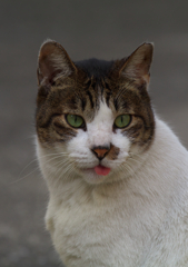 通りすがり猫56