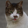 通りすがり猫56